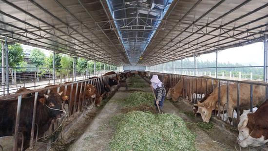 参观肉牛养殖示范基地 图:王晓茵