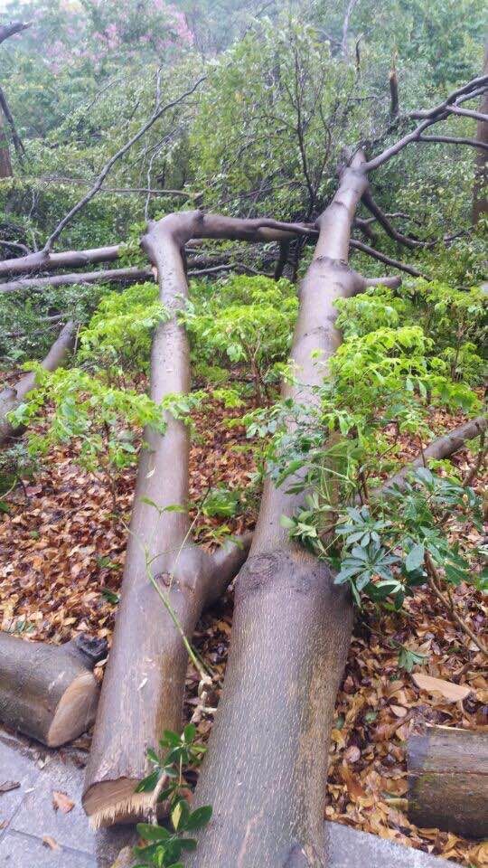 物业称要修剪 南宁澳洲丽园小区树木一夜之间