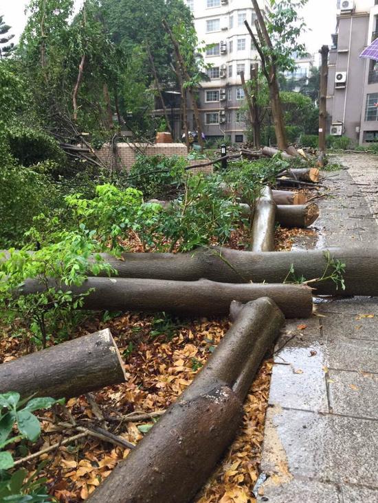 物业称要修剪 南宁澳洲丽园小区树木一夜之间