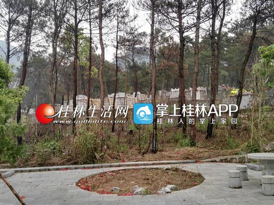尧山索道附近的树林里,到处是密密麻麻的坟墓。清明时节,有人上坟,小规模的火灾不断。图为被烧焦的松树。