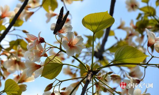 油桐花开引蝶来(摄影:尹华军)