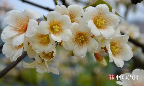 雪白的油桐花(摄影:尹华军)