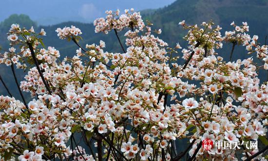 山林中盛开的油桐花(摄影:尹华军)