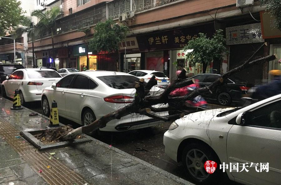 梧州民主路被吹倒的路边景观树(摄影:郑羡仪)