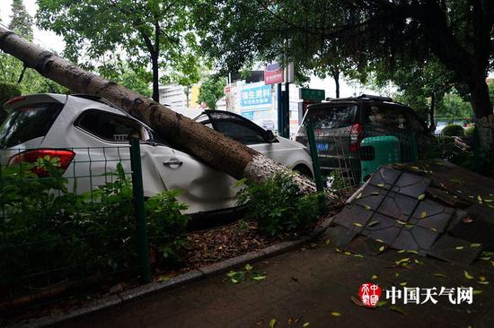 被风吹倒的大树压在停在路边的汽车上(摄影:梁妙芝)