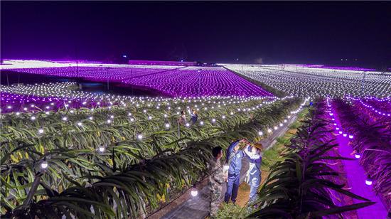 广西电网公司助力现代化农业发展