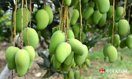 硕果累累芒果飘香 田东芒果进入丰收狂欢季(图)