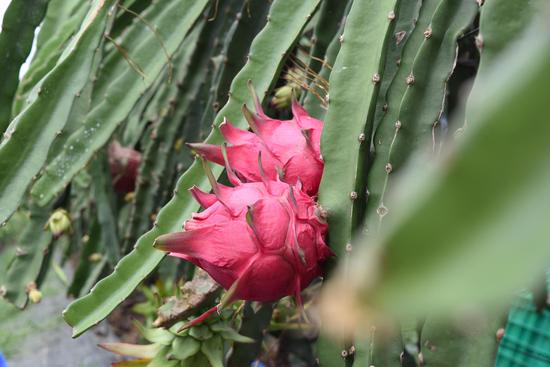 摘果啦!"网红"火龙果基地首批火龙果采摘仪式圆满结束_新浪广西_新浪网