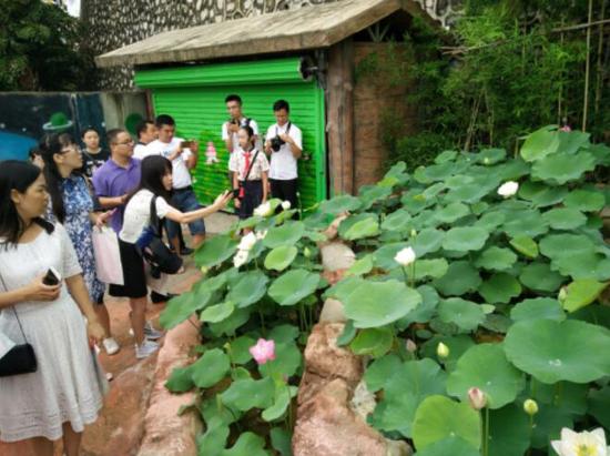 采风媒体团参观南宁市富宁小学的微型梯田。(图:韦兰思)