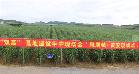 来宾现代农业产业园的“双高”糖料蔗基地