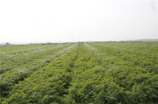 来宾现代农业产业园采用喷灌技术种植胡萝卜