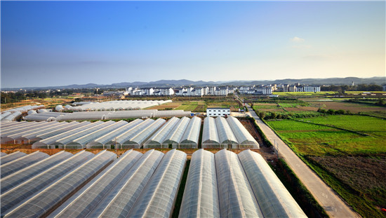 园区农业现状。黄伟铭摄