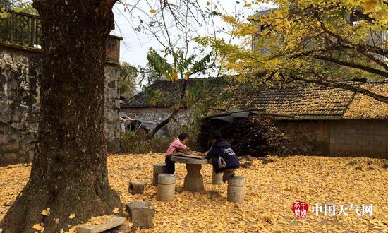 孩童在小园的满地金黄里玩耍(摄影:袁马强)