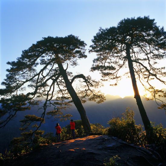 大明山不老松 图:南宁旅游局