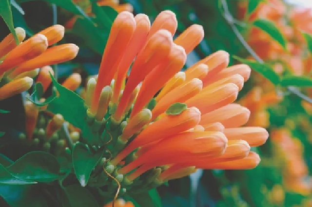  Red hot! The firecrackers in Nanning are blooming very well