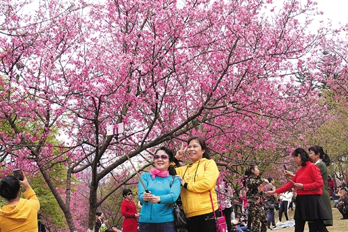 樱花开了,粉红的花朵美极了 本报记者 程勇可 摄