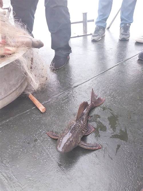 清网行动中发现一外来物种清道夫鱼