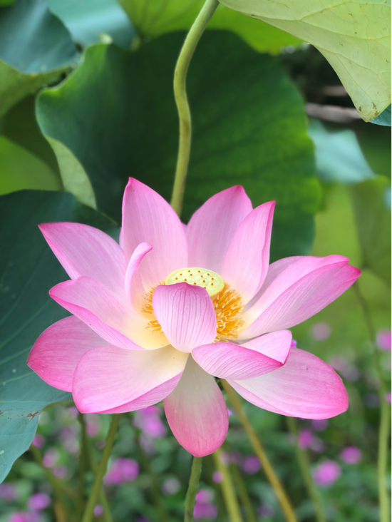 贵港荷花处处香 图/周柳盈