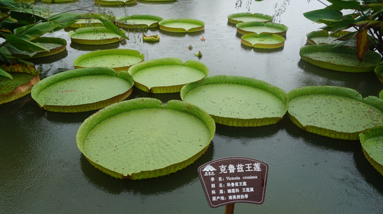 青秀山科鲁兹王莲 莫果蕾/摄