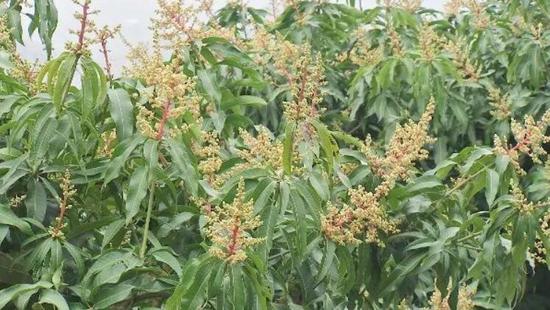 开花的芒果树。受访者供图