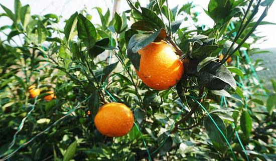 媒体探访邕宁区两山实践创新基地 感受乡村振