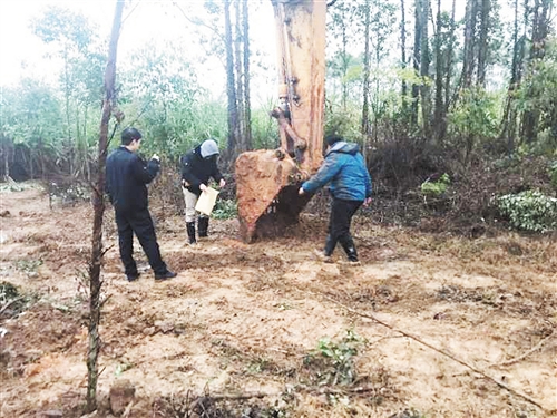 执法人员现场查处盗采矿行为 本报通讯员 覃德成 摄