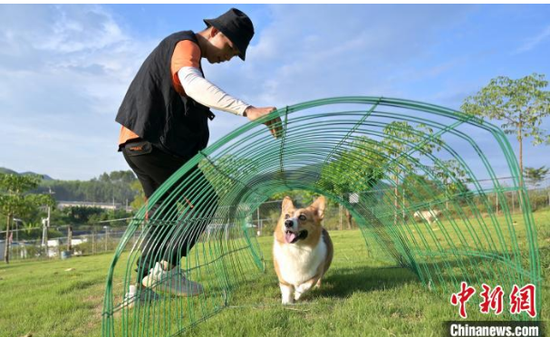 图为训犬师正在进行训练。 俞靖 摄
