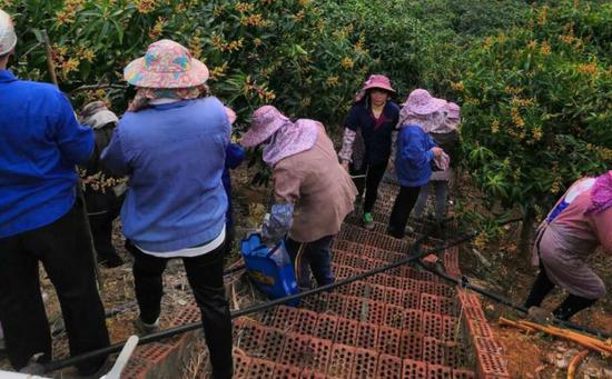 果农最近都忙着山上摘除花序。受访者供图