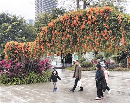 街头巷尾串串炮仗花绚丽夺目