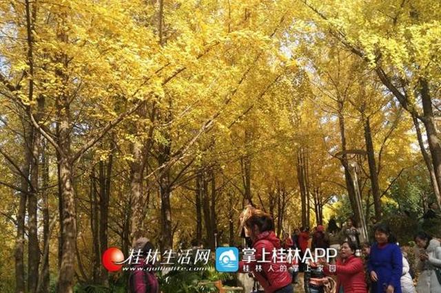 银杏染初冬！这抹绝美金色惊艳了整个桂林街头