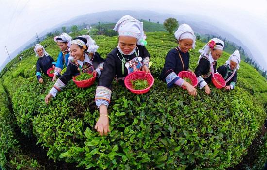 普安大叶茶(李林 摄)