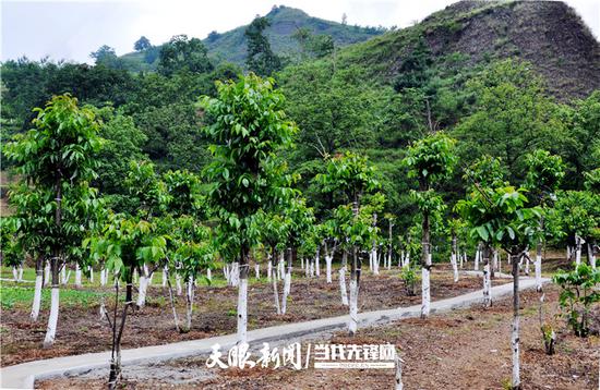 核桃种植示范基地