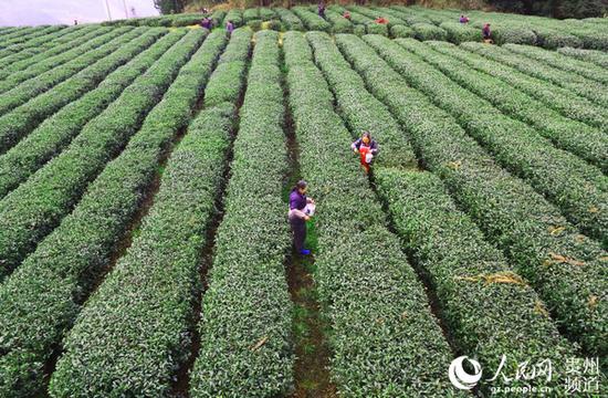 印江茶农采摘春茶。左禹华 摄