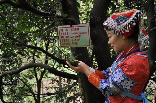 贵州古茶树