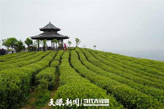 久安乡九龙山茶场