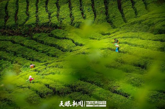 生态茶园一角