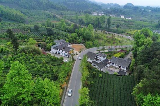 湄潭金花村茶园。欧东衢 摄