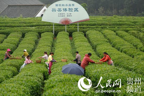 采茶。李宇 摄
