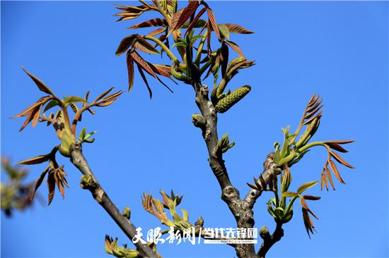 赫章核桃已经挂满了新芽