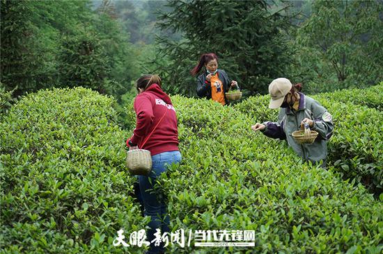 在古茶园体验采茶的城里人