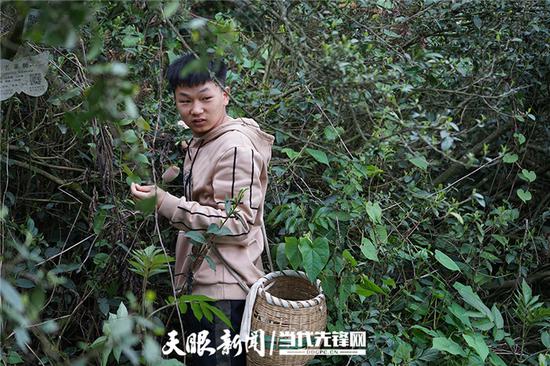 李凯阳正在采茶