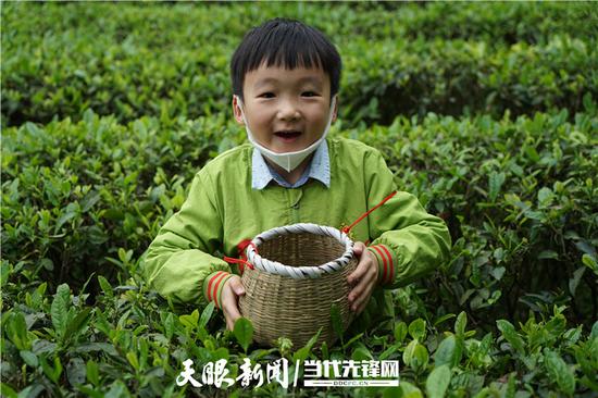 正在古茶园里采茶的小朋友