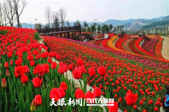 5月羊昌花画小镇文明实践基地鲜花怒放
