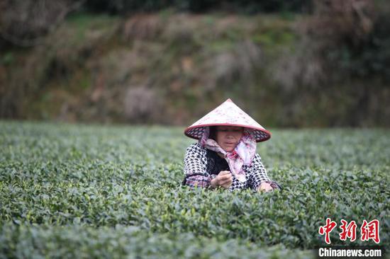 贵州农户采摘茶叶。资料图 瞿宏伦 摄