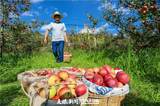 威宁自治县黑石头镇河坝社区“冰心苹果”果园红苹果上市 何欢 摄