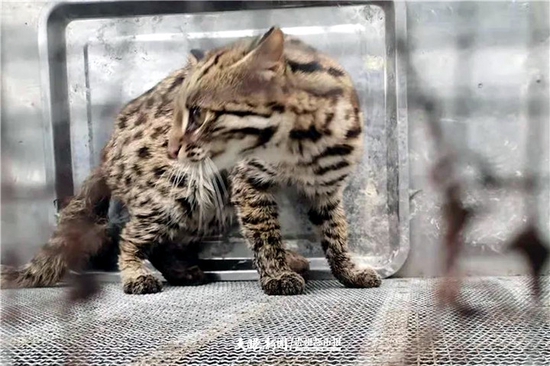 两男子捕售国家二级重点保护野生动物豹猫，被赫章警方抓获