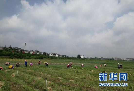 村民们在海子社区香葱基地里劳动。新华社发(张浪 摄)
