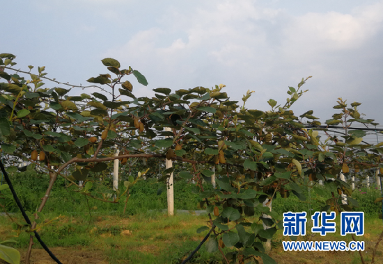 黔西县林泉镇新水村猕猴桃长势喜人。新华社发(张浪 摄)