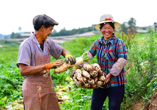 威宁自治县草海镇同心社区白萝卜种植基地,当地群众正忙着拔萝卜、清洗、分拣、装车。陈慧 摄
