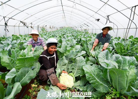 威宁自治县草海镇花菜种植基地 陈慧 摄